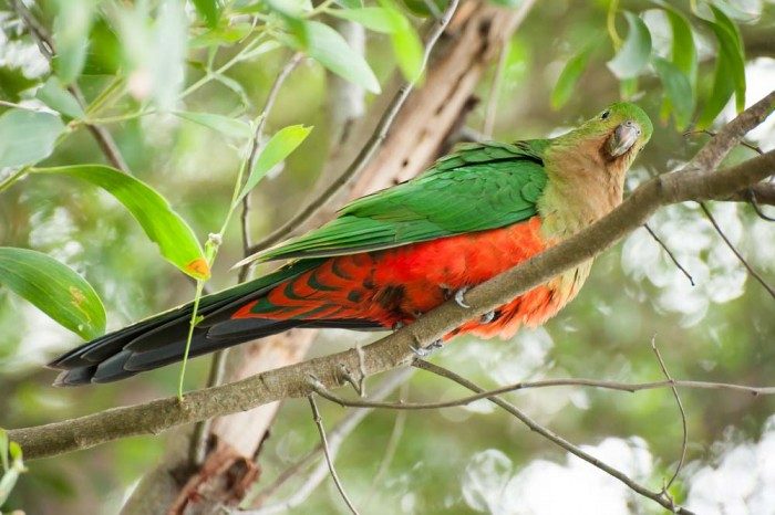A Parrot Sitting Amongst The Leaves Of A Tree In Armidale