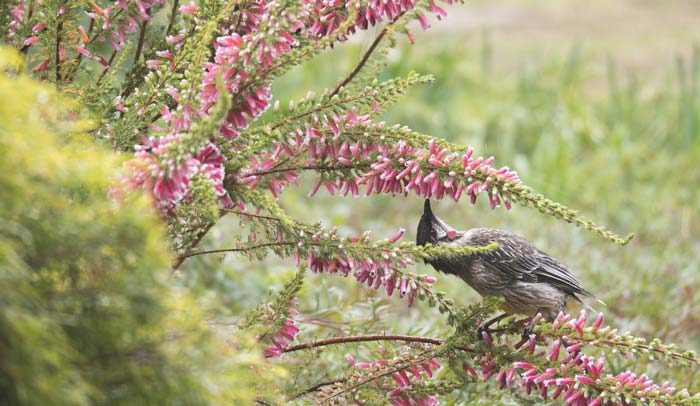 A Wattlebird In Armidale